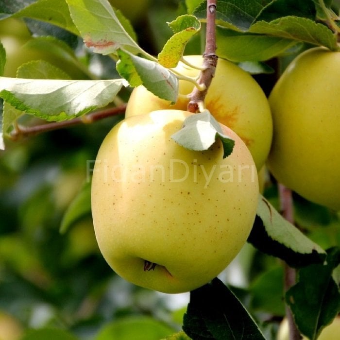 Golden Delicious Elma fidanı, Saksılı *3yaş