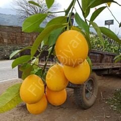 Mayer İnce Kabuklu Limon Fidanı üzeri meyveli, 4-5 Yaş, Tüplü/Saksılı
