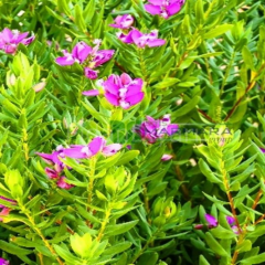 Polygala Çiçeği, 40-50 cm, Tüplü/Saksılı