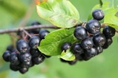 Aronia Viking Rus Yaban Mersin, 120-150 cm, 3 Yaş, Saksılı