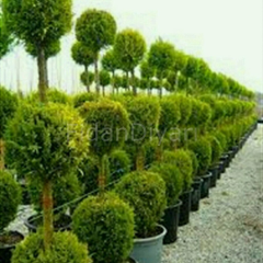 Şekilli Üç Top Leylandi 150-200 cm Saksılı