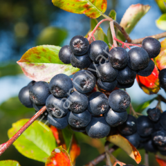 Aronia Viking Rus Yaban Mersin, 120-150 cm, 3 Yaş, Saksılı
