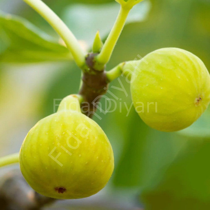 Sarılop İncir Fidanı 120-170 cm, 3-4 Yaş, Saksılı