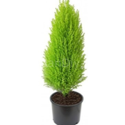 Limon Çam Limon Servi Fidanı, 40-50 cm Saksılı