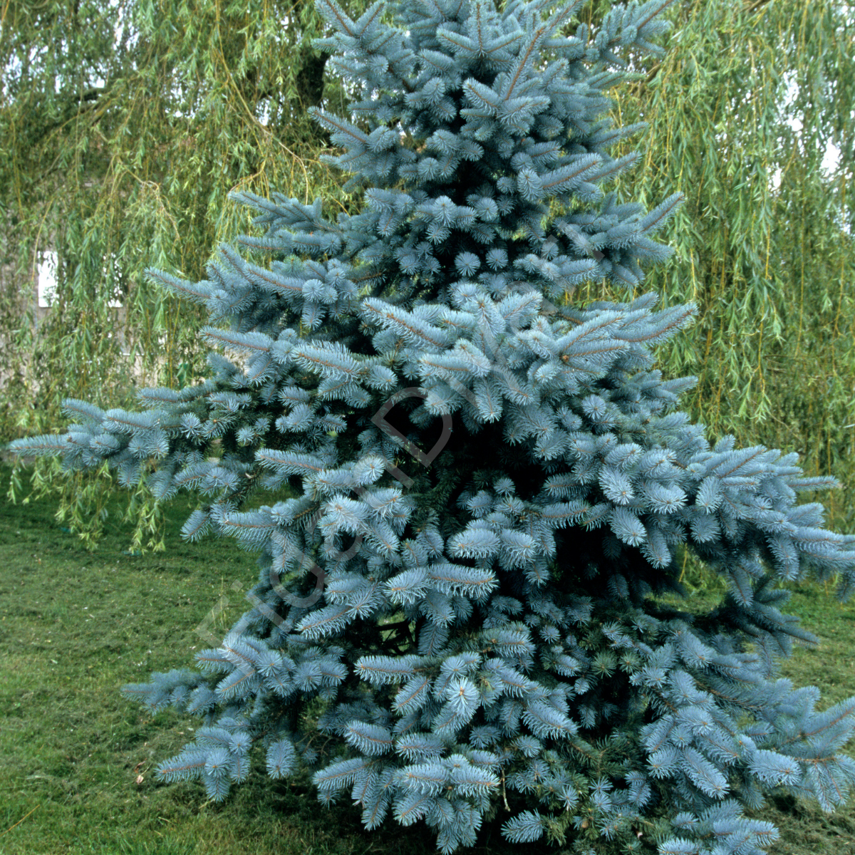 Mavi Ladin, 50 cm+, Tüplü/Saksılı