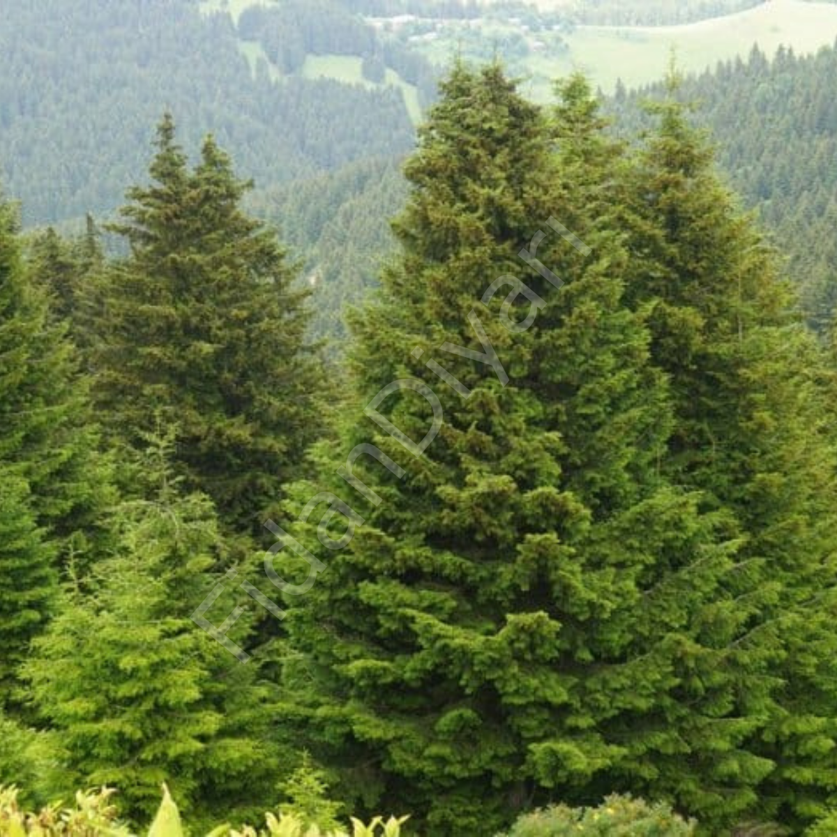 Batı Ladin, (Picea orientalis), 60-70 cm+, Tüplü/Saksılı