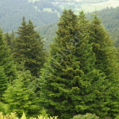Batı Ladin, (Picea orientalis), 60-70 cm+, Tüplü/Saksılı