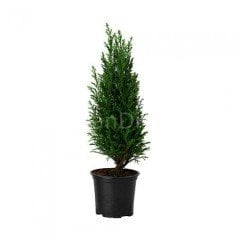 Piramit Mazı 50-60 cm Saksılı