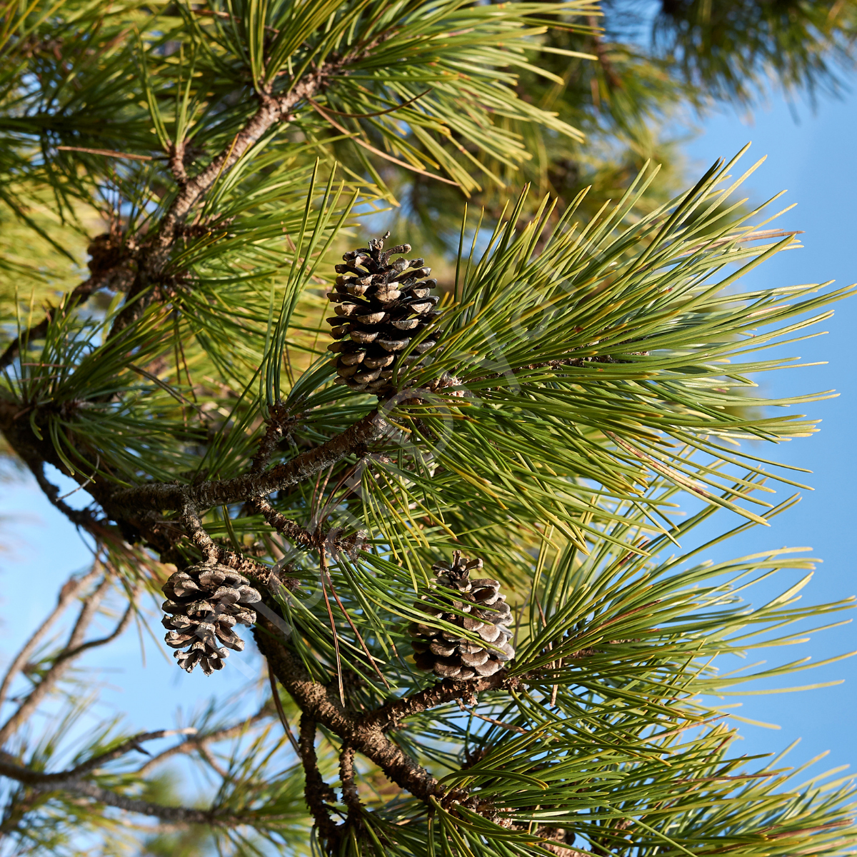 Karaçam, (Pinus nigra), 100-120 cm, Tüplü/Saksılı