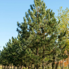 Karaçam, (Pinus nigra), 100-120 cm, Tüplü/Saksılı