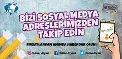 Gemlik Zeytin Fidanı boy 100-120 cm Tüplü/Saksılı