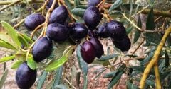 Gemlik Zeytin Fidanı boy 100-120 cm Tüplü/Saksılı