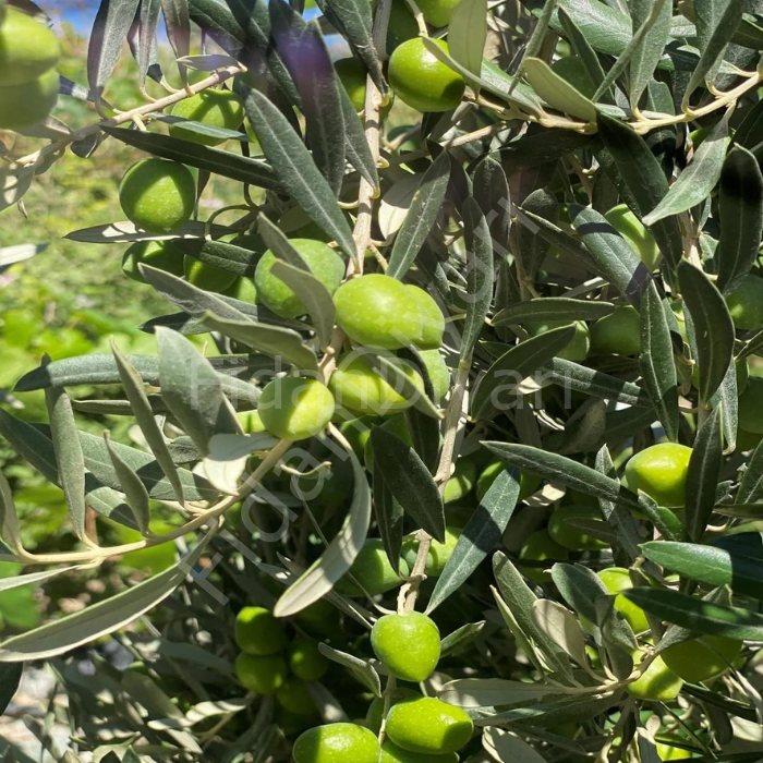 Gemlik Zeytin Fidanı boy 100-120 cm Tüplü/Saksılı