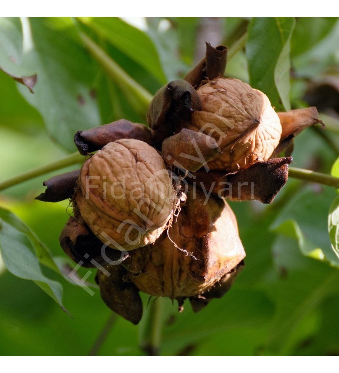 Açık köklü Fernor Ceviz fidanı, 3 Yaş