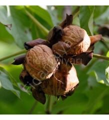 Açık köklü Fernor Ceviz fidanı, 3 Yaş