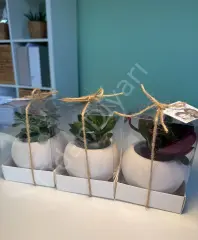 10 ADET ASETAT KUTU BETON TOP MODEL SAKSILI MİX PAKET