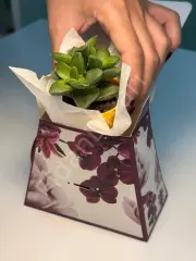 10 ADET ORKİDE DESENLİ KUTU ÇANTALI SUKULENT