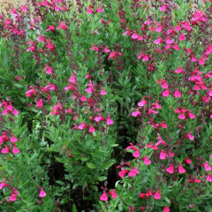 Salvia Süs Adaçayı Fidanı, Beyaz, 80 cm Saksılı