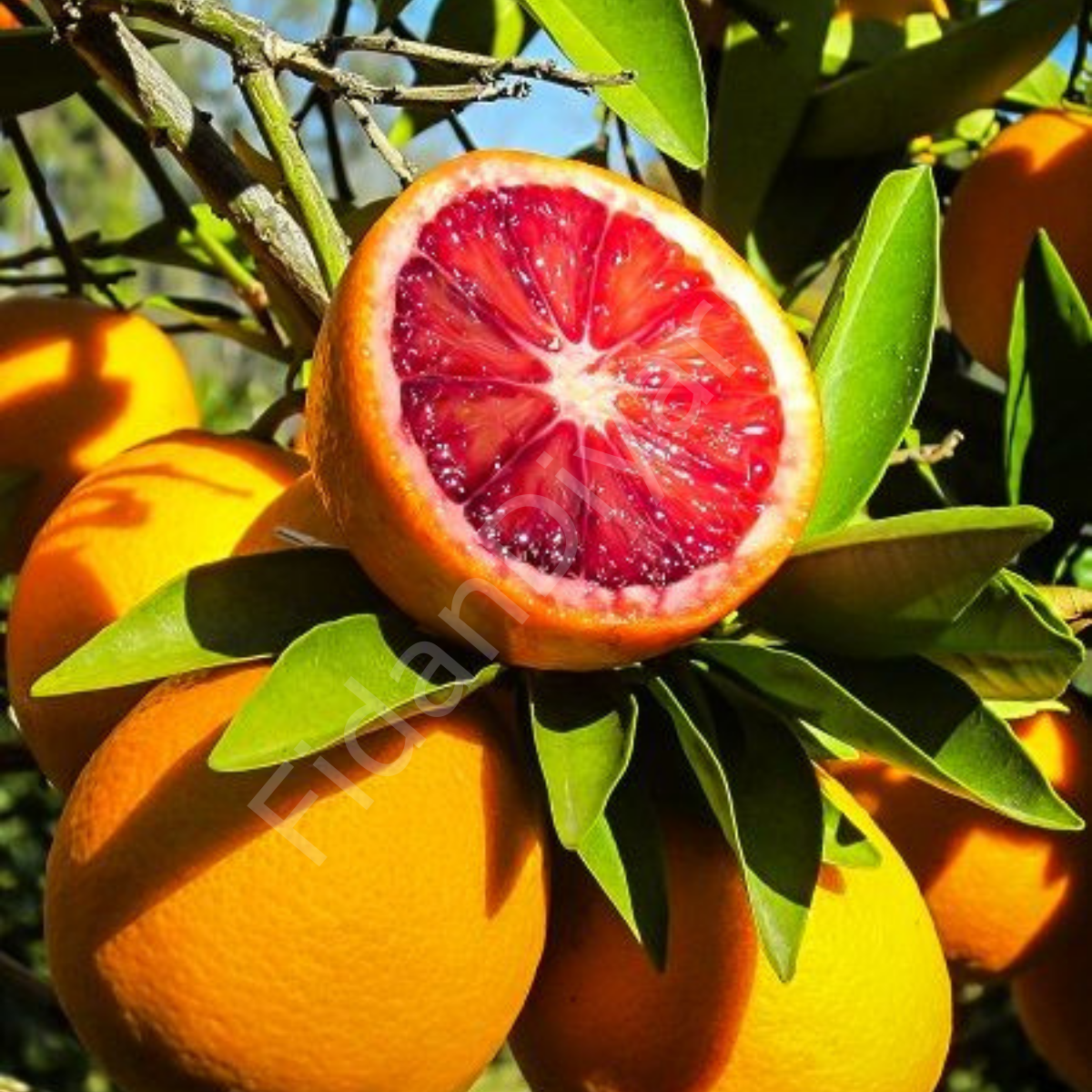 Kan Portakalı Fidanı, 120 cm+, Tüplü/Saksılı