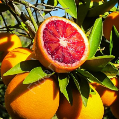 Kan Portakalı Fidanı, 120 cm+, Tüplü/Saksılı