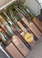 3 Adet, Açık Köklü Razaki Çember Üzüm Fidanı, 150 cm