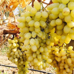 3 Adet, Açık Köklü Razaki Çember Üzüm Fidanı, 150 cm