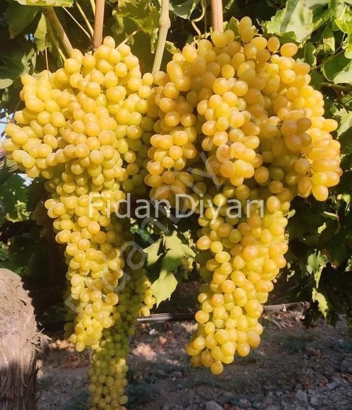 3 Adet Açık Köklü Çekirdeksiz Sultaniye Çember Üzüm Fidanı, 150 cm