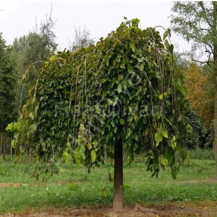 Ters Dut fidanı 5-6 yaş, 180-200 cm, Tüplü/Saksılı