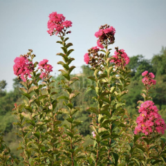 Lagerstromıa Indıca Pembe Oya Ağacı Fidanı,Saksılı