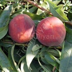 Şeftali Fidanı 120-150 cm, 3 Yaş, Tüplü/Saksılı