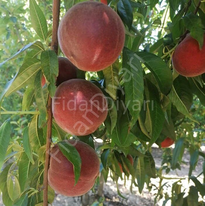 Şeftali Fidanı 120-150 cm, 3 Yaş, Tüplü/Saksılı