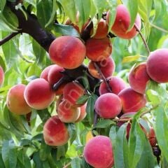 Bursa Şeftali Fidanı, 80-120 cm, Tüplü/saksılı