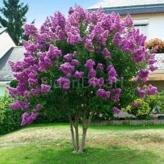 Lagerstromıa Indıca Mor Oya Ağacı Fidanı, Saksılı