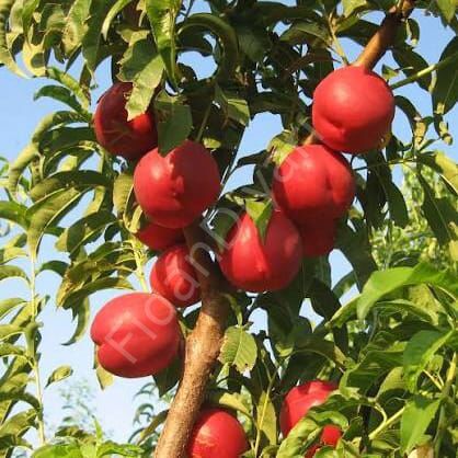 Nektarin Fidanı, 120-150 cm, 3 Yaş, Tüplü/saksılı