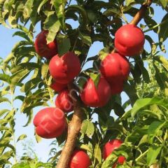 Nektarin Fidanı, 120-150 cm, 3 Yaş, Tüplü/saksılı