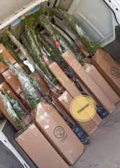 5 Adet Fesleğen Fidanı, 10-15 cm, Tüplü