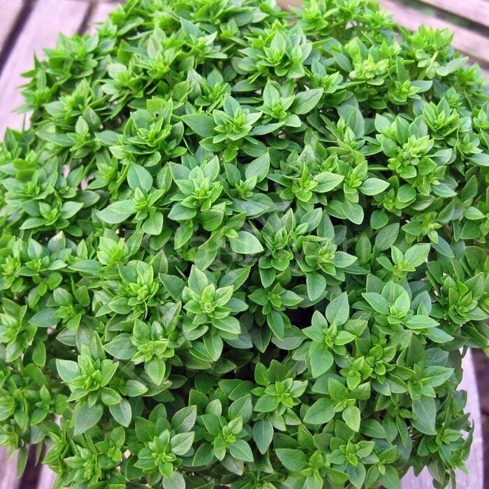 5 Adet Fesleğen Fidanı, 10-15 cm, Tüplü