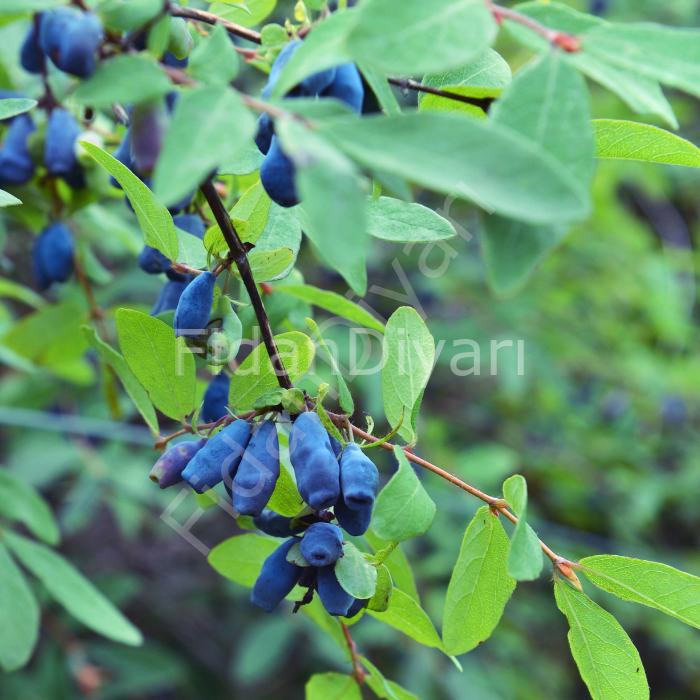 Bal Yemişi (Honeyberry ) Fidanı, 60-80 cm, Saksılı