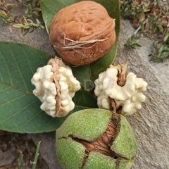 Chandler Ceviz Fidanı 200 cm, 5-6 Yaş Saksılı