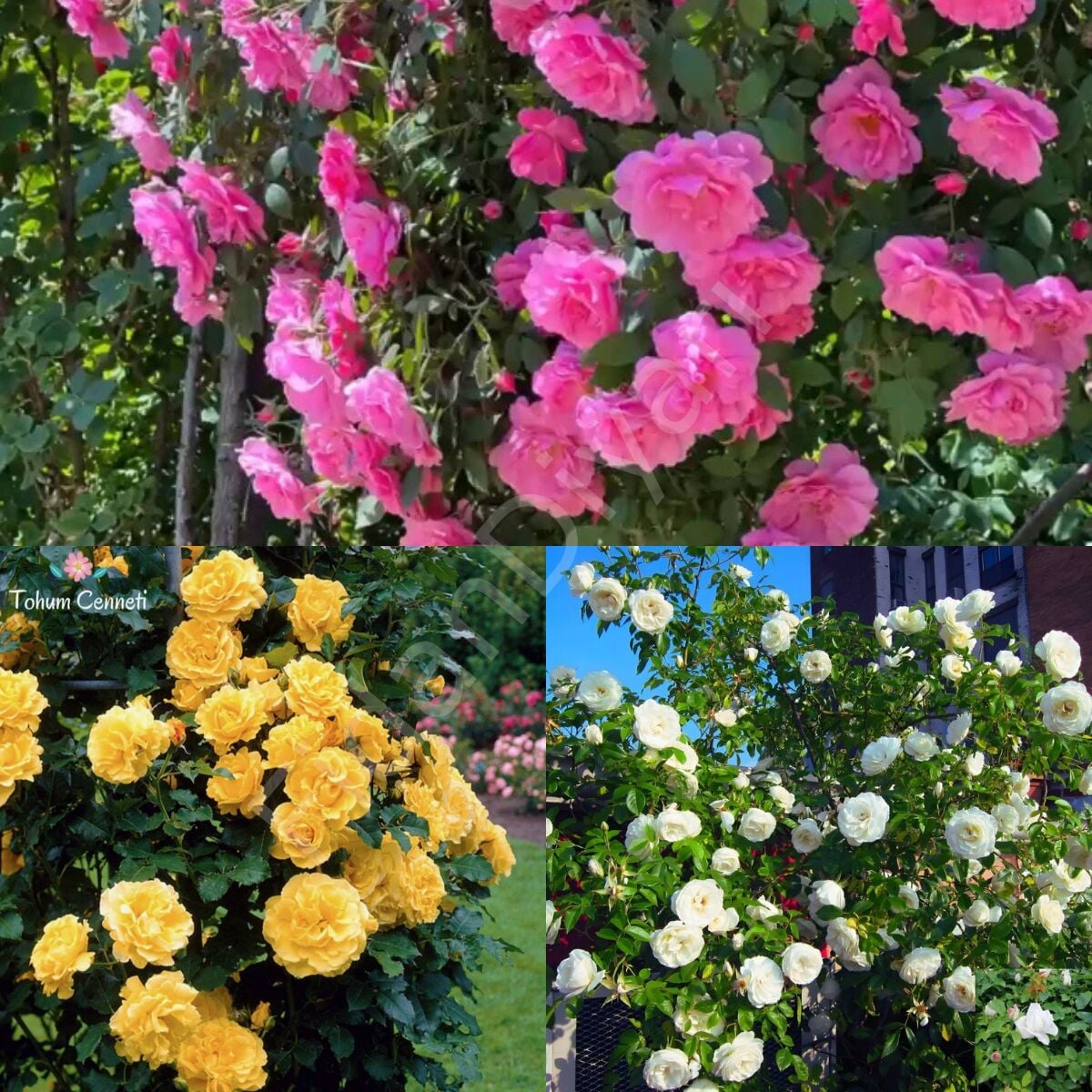 Isparta-Sarı-Beyaz Sarmaşık Gül 3'lü Fidan Paketi, 100-150 cm, Tüplü /Saksılı