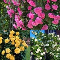 Isparta-Sarı-Beyaz Sarmaşık Gül Paketi 100-150 cm Tüplü