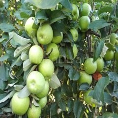 Grany Smith Elma Fidanı 200 cm, 5-6 Yaş Saksılı