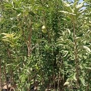 Grany Smith Elma Fidanı 200 cm, 5-6 Yaş Saksılı