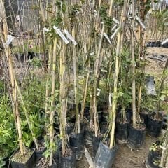 Isparta-Sarı-Beyaz Sarmaşık Gül 3'lü Fidan Paketi, 100-150 cm, Tüplü /Saksılı