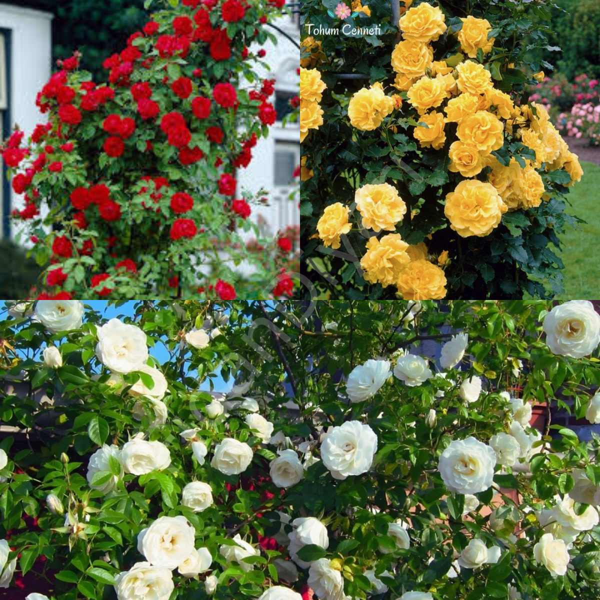 Isparta-Sarı-Beyaz Sarmaşık Gül 3'lü Fidan Paketi, 100-150 cm, Tüplü /Saksılı