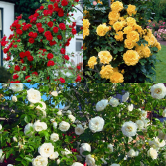 Kırmızı- Beyaz- Sarı Sarmaşık Gül 3'lü Fidan Paketi, 100-150 cm, Tüplü /Saksılı