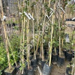 Isparta-Sarı-Beyaz Sarmaşık Gül 3'lü Fidan Paketi, 100-150 cm, Tüplü /Saksılı