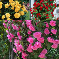 Kırmızı- Isparta- Sarı Sarmaşık Gül 3'lü Fidan Paketi, 100-150 cm, Tüplü /Saksılı