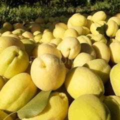 Iğdır Şalak Kayısı Fidanı 200 cm, 5-6 Yaş Saksılı