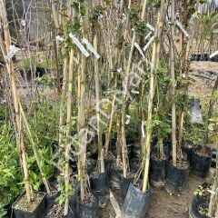 Kırmızı- Isparta- Sarı Sarmaşık Gül 3'lü Fidan Paketi, 100-150 cm, Tüplü /Saksılı